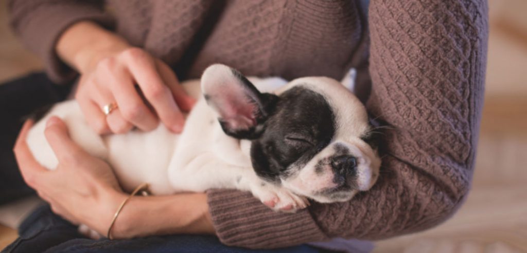 手術 避妊 去勢手術 中央台 犬と猫の病院