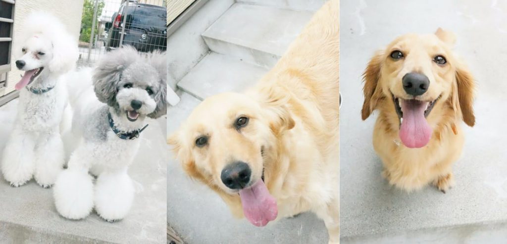 中央台 犬と猫の病院のペットホテル・預かり情報をイメージできる写真